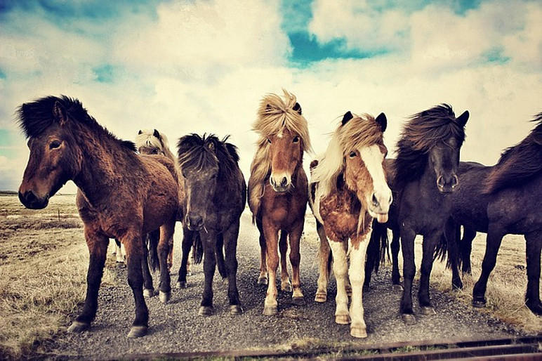 horseback riding iceland